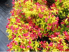 ������� ����� �������-148.jpg