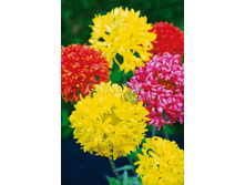 ��������� ����� ������� 0,15�� 9.jpg