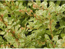 �������� �������� ������� �����-207