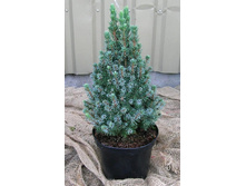 123,2���. ��� Picea glauca Sanders Blue.jpg