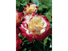 ���� ������ 220���. (����� �������� ��� 3��.).jpg