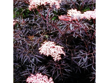 233���. ������ ޣ���� ���� ����.jpg