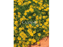 ��������� ������� ������� 20�� 13,5.jpg