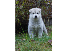 �������№ 1