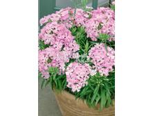 �������� ���������� ����� 5�� 33.jpg