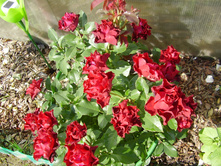 Heinz Winkler (7).JPG