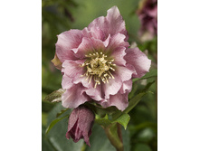 263���. �������� ���� ����� ����(�������� ���� �� 1 ��., ����������� ����� 1��.).jpg