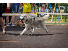 ����� ���� ��� �������