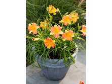 241,4���. �������� EVERYDAYLILY™ ������ ������(�������� ���� �� 1 ��., ����������� ����� 1��.)���16.jpg