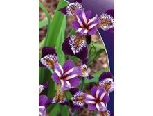 163,4���. ���� (versicolor) ��������� �����(�������� ���� �� 1 ��., ����������� ����� 1��.).jpg