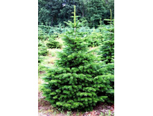 101,2���. ����� Abies procera Frysenborg.jpg