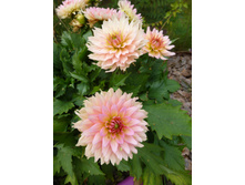 ����� �� �� �������