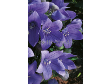 41,9���. ���������� ����� ���(�������� ���� �� 2 ��., ����������� ����� 1��.)���16.jpg