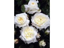 ��������� 220���. (����� �������� ��� 20��.).jpg