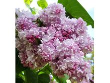 190���. ������ ������������ ���� �� �����.jpg