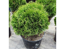 99���. ��� Thuja occidentalis Little Champion.jpg