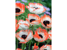 130,3���. ��� ����� ������(�������� ���� �� 1 ��., ����������� ����� 1��.)���16.jpg