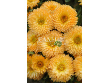 ��������� ������������� �������� ����� ������� 15�� 11.jpg