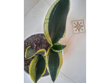 20151005 115327 HDR.jpg