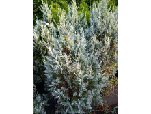 106,7���. ������������ Juniperus scopulorum Moonglow.jpg
