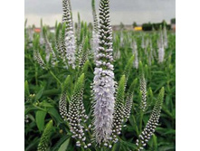 �������� ������������� ����������.jpg