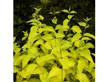 139���. ���� ����� �����.jpg