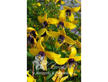 245���. �������� ������ ����� ���16.jpg