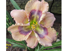 Hemerocallis-water-drops.jpg