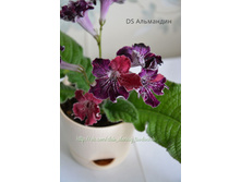 DS ���������