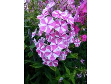 ���������� �����