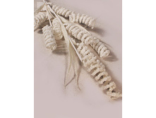 11/0008P ������� ��