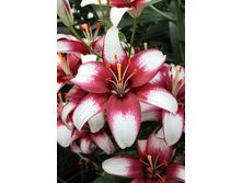 38,26���. ����� ���� ����(�������� ���� �� 5 ��., ����������� ����� 1��.)���15.jpg