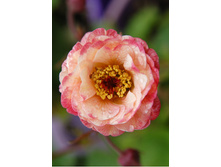 213,2���. �������� ������������ COCKTAILS™(�������� ���� �� 1 ��., ����������� ����� 1��.).jpg