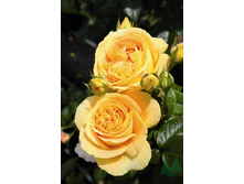 ��������� 220���. (����� �������� ��� 20��.).jpg