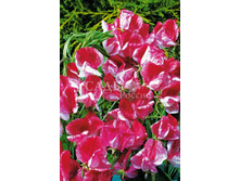 �������� ������� ������� 10�� 12.jpg