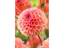 98,6���. �������� ���������(�������� ���� �� 1 ��., ����������� ����� 1��.)���15.jpg