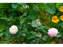 Country Girl (1).JPG