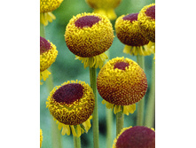 72,2���. �������� ����� ����� ���(�������� ���� �� 1 ��., ����������� ����� 1��.).jpg