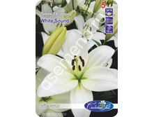 ���� �����.jpg