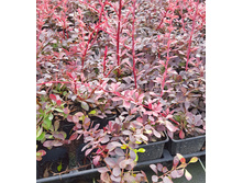 137���. �������� �������� ��� ������ ���16.jpg