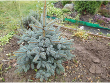 ��� ������� ������