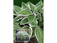 155,1���. ����� ��� ����(�������� ���� �� 1 ��., ����������� ����� 1��.).jpg