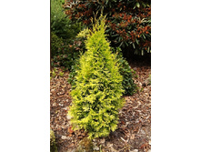 167,2���. ��� Thuja occidentalis Jantar.jpg