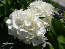 ��������� ������ ������-163