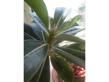 ������� ���������