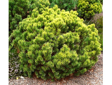 420,2���. ����� Pinus mugo Ophir.jpg