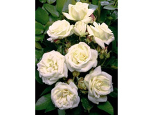 �� ������ 85 220���. (����� �������� ��� 4��.).jpg