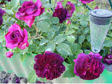 Munstead Wood (11).JPG