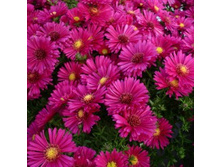 ����� ������������� ������.jpg