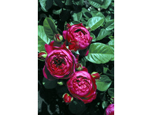 ����� 220���. (����� �������� ��� 9��.).jpg